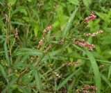 Persicaria minor. Верхушка растения с соцветиями. Курская обл., Железногорский р-н, с. Карманово, р. Мицень. 22 июля 2007 г.