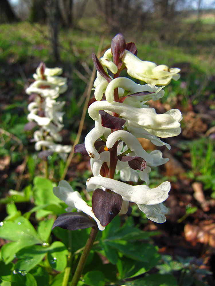 Image of Corydalis cava specimen.