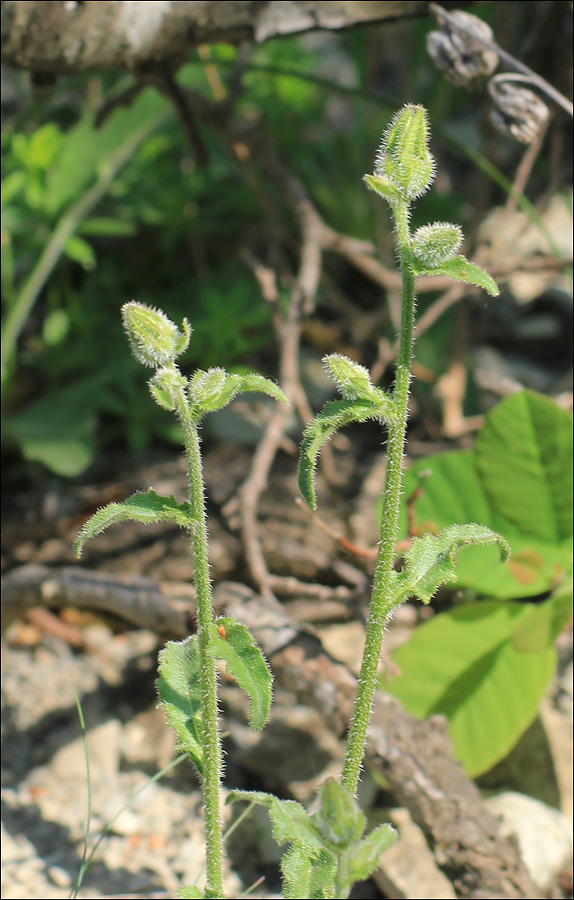 Image of Campanula komarovii specimen.