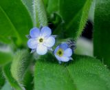 Myosotis sparsiflora