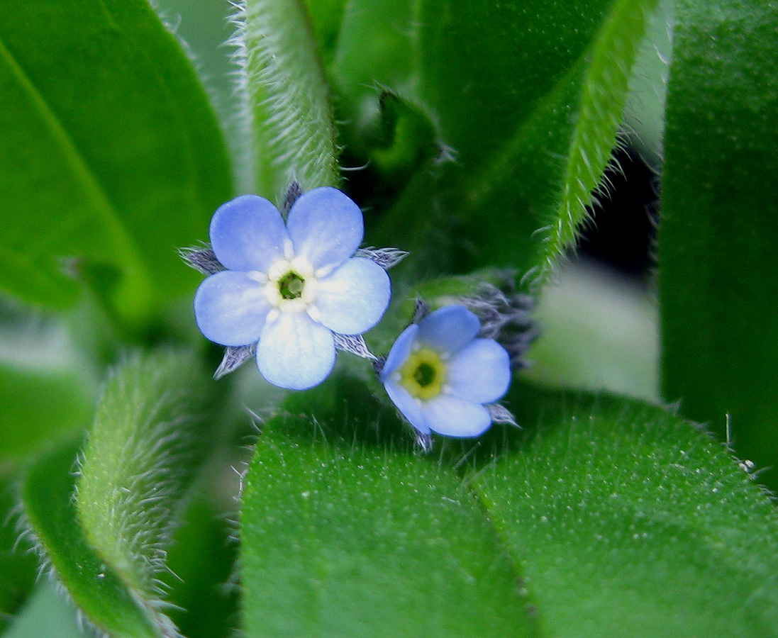 Изображение особи Myosotis sparsiflora.