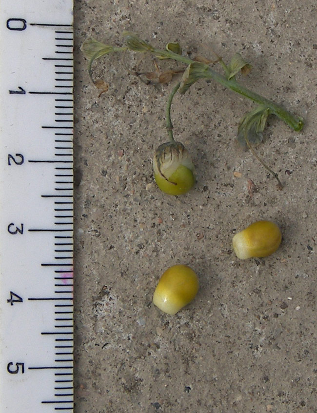 Image of Gymnospermium darwasicum specimen.