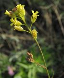 Sisymbrium polymorphum. Соцветие. Татарстан, Бавлинский р-н. 13.05.2012.