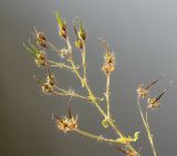 Geranium phaeum