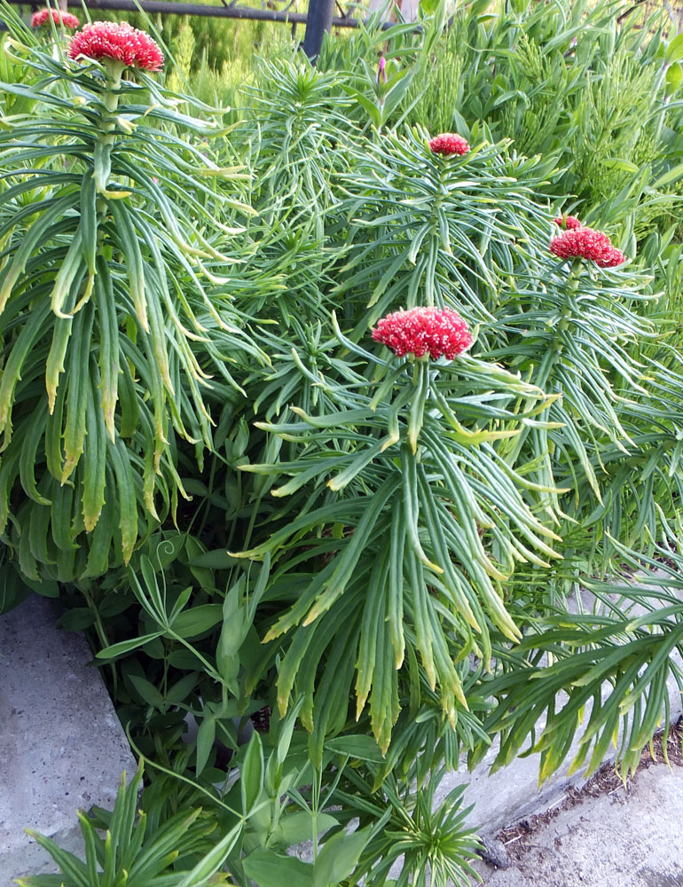 Image of Rhodiola linearifolia specimen.