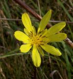 Tragopogon orientalis. Соцветие. Курская обл., Железногорский р-н, берег р. Свапа в окр. ур. Колпинская дача. 16 августа 2007 г.