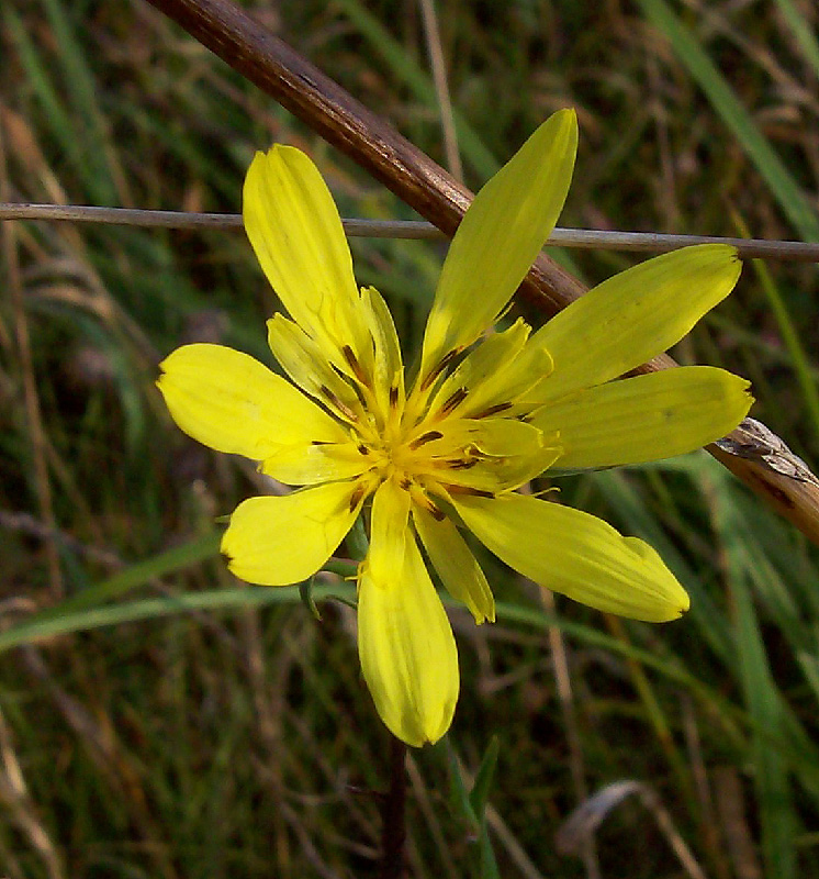 Image of Tragopogon orientalis specimen.