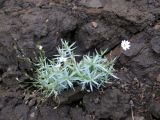 Stellaria dahurica. Цветущее и плодоносящее растение. Иркутская обл., Усть-Илимский район, р. Ката, скальник. 17.07.2008.