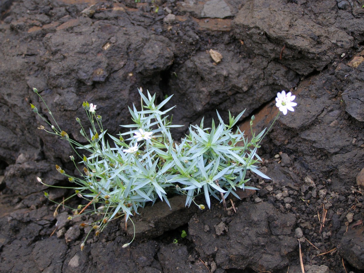 Изображение особи Stellaria dahurica.