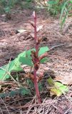 Orobanche hederae