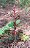 Orobanche hederae. Отцветающее растение. Абхазия, Гагрский р-н, окр. г. Пицунда, сосновая роща. 10.06.2012.