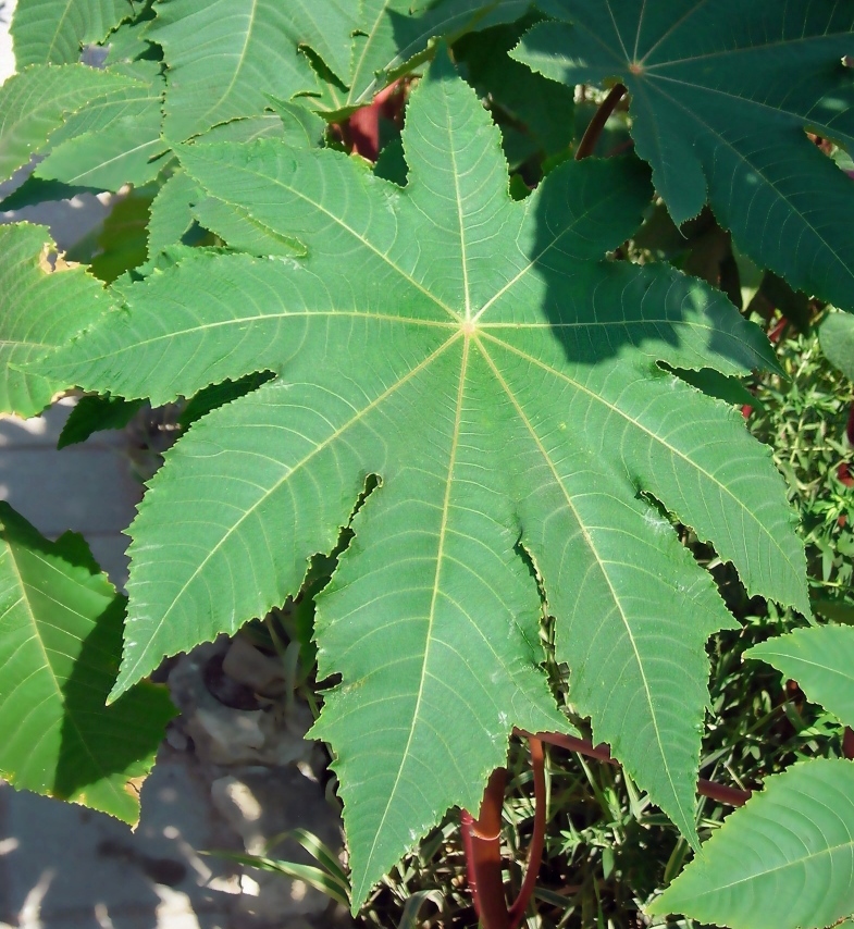 Изображение особи Ricinus communis.