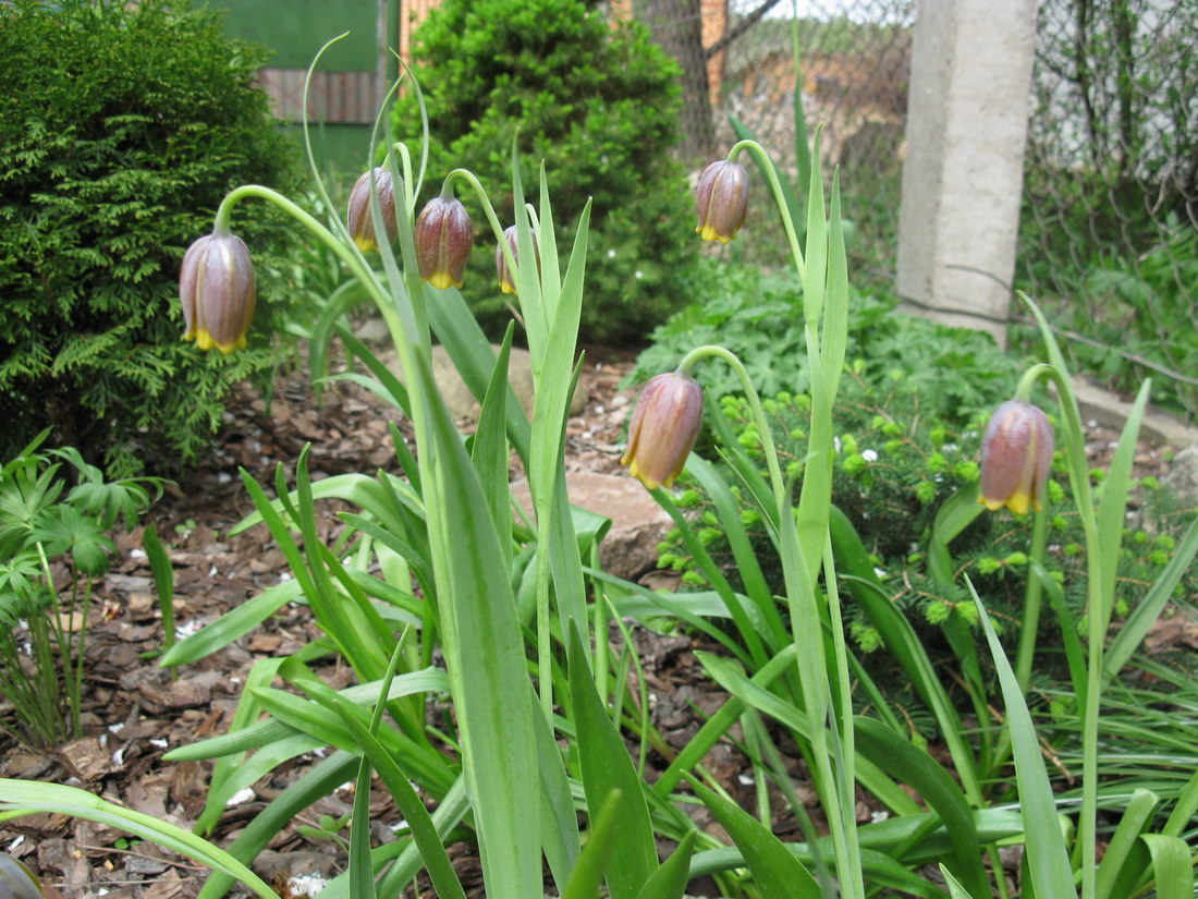 Изображение особи Fritillaria uva-vulpis.