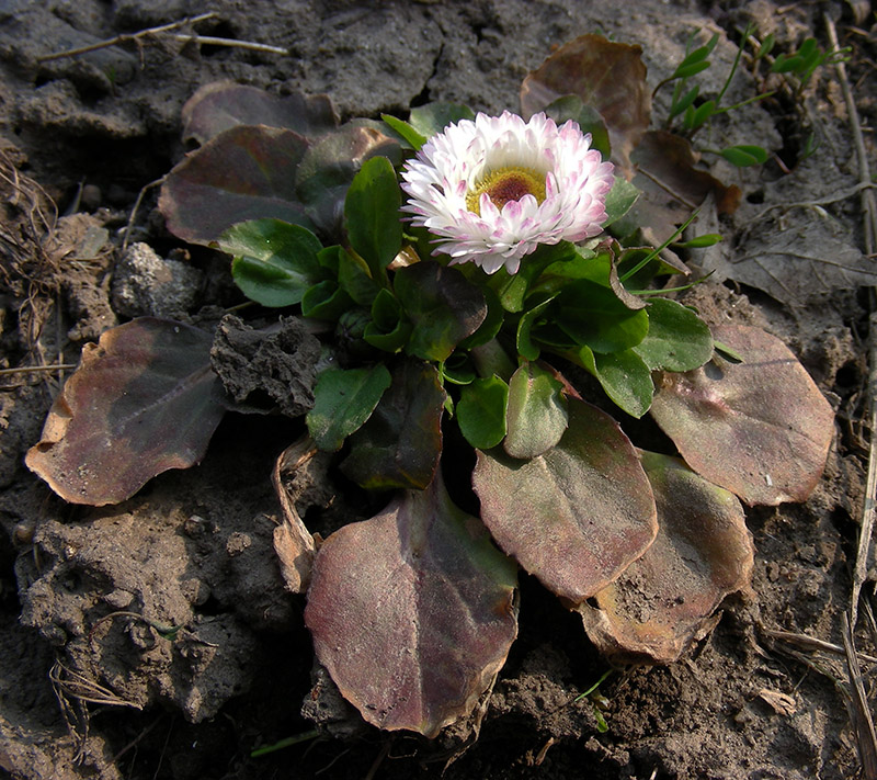 Изображение особи Bellis perennis.