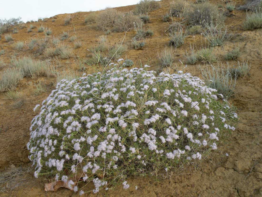 Изображение особи Acanthophyllum borsczowii.