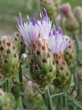 genus Centaurea. Соцветие. Украина, Донецкая обл., Славянский р-н, окр. пос. Богородичное. 11.07.2011.