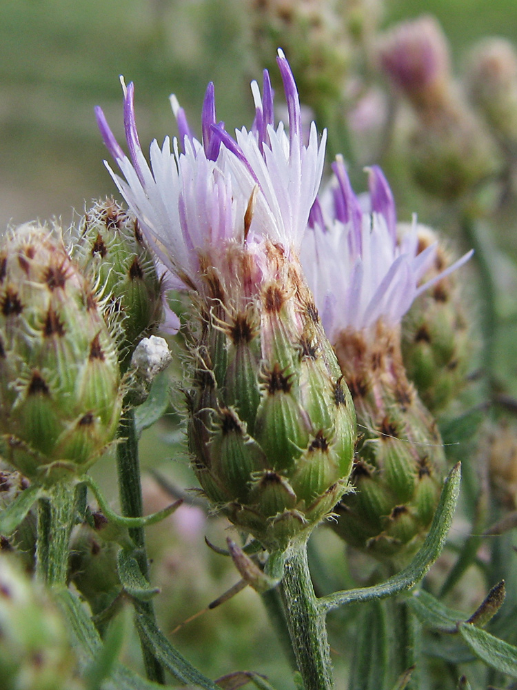 Изображение особи род Centaurea.