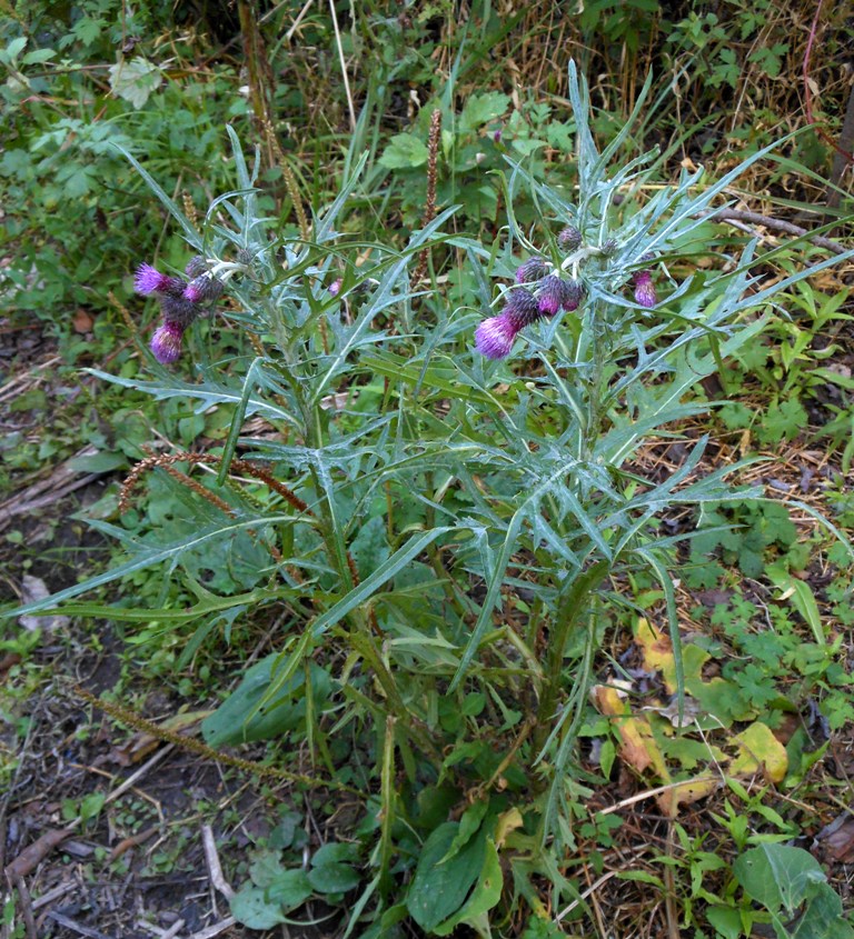 Image of Cirsium pendulum specimen.