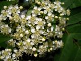 Sorbus commixta. Цветки и бутоны. Сахалин, окр. г. Южно-Сахалинска. Июнь 2012 г.