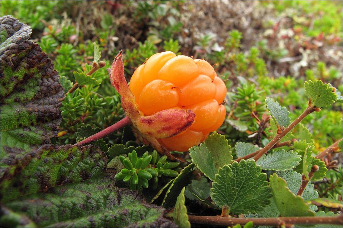 Изображение особи Rubus chamaemorus.