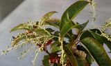 Pieris japonica. Верхушка побега с отцветшими соцветиями. Нидерланды, г. Venlo, \"Floriada 2012\". 11.09.2012.