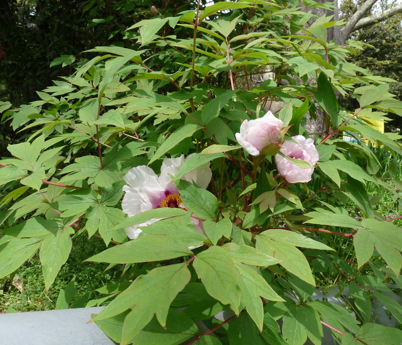 Image of Paeonia suffruticosa specimen.