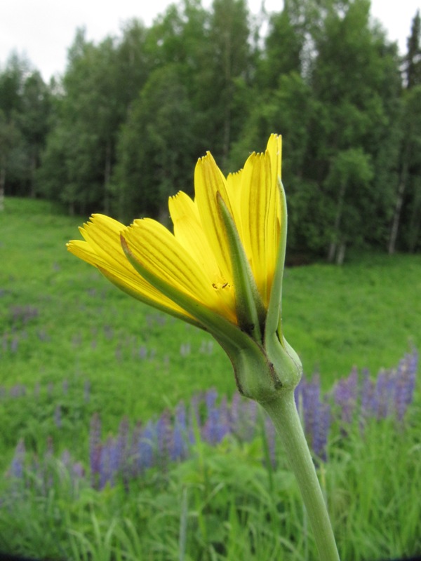 Image of Tragopogon orientalis specimen.