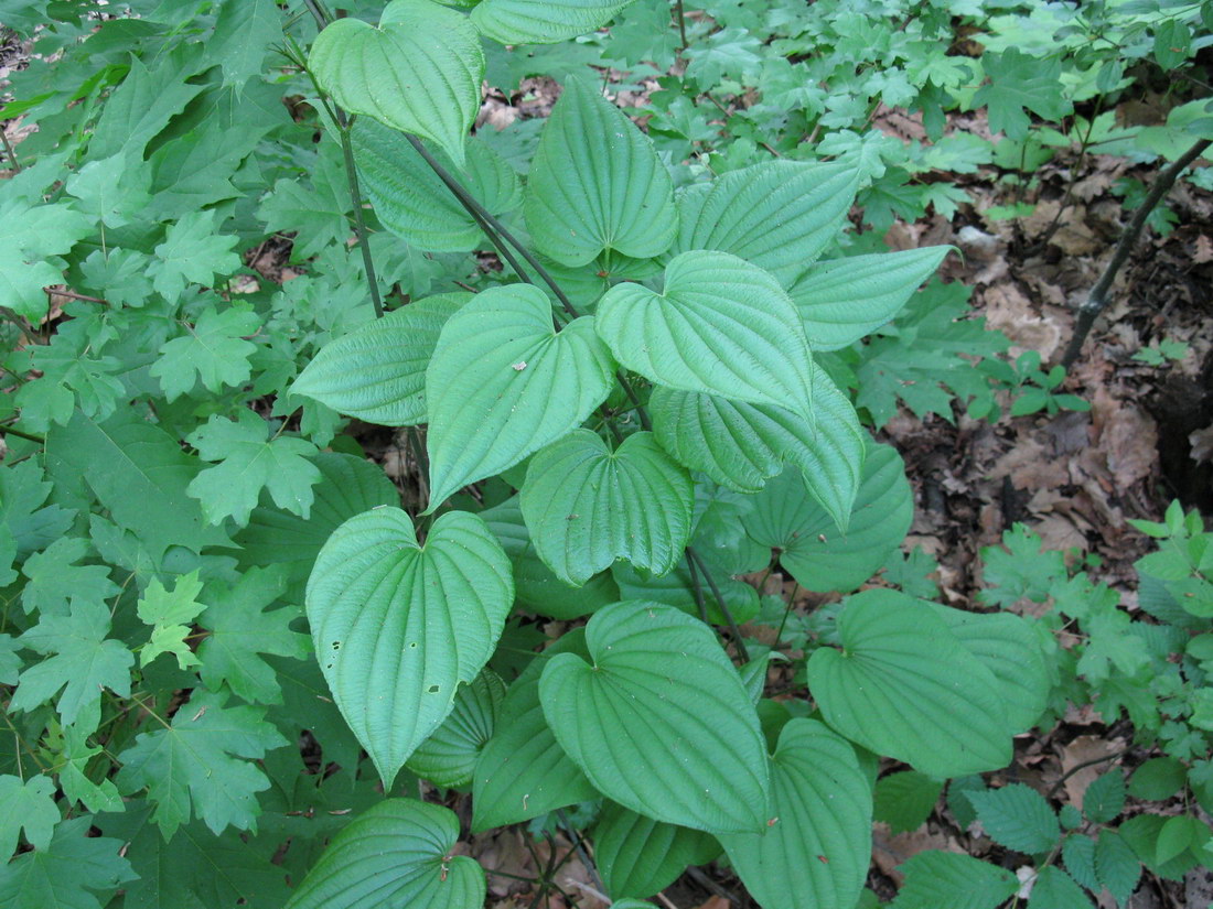 Изображение особи Dioscorea caucasica.