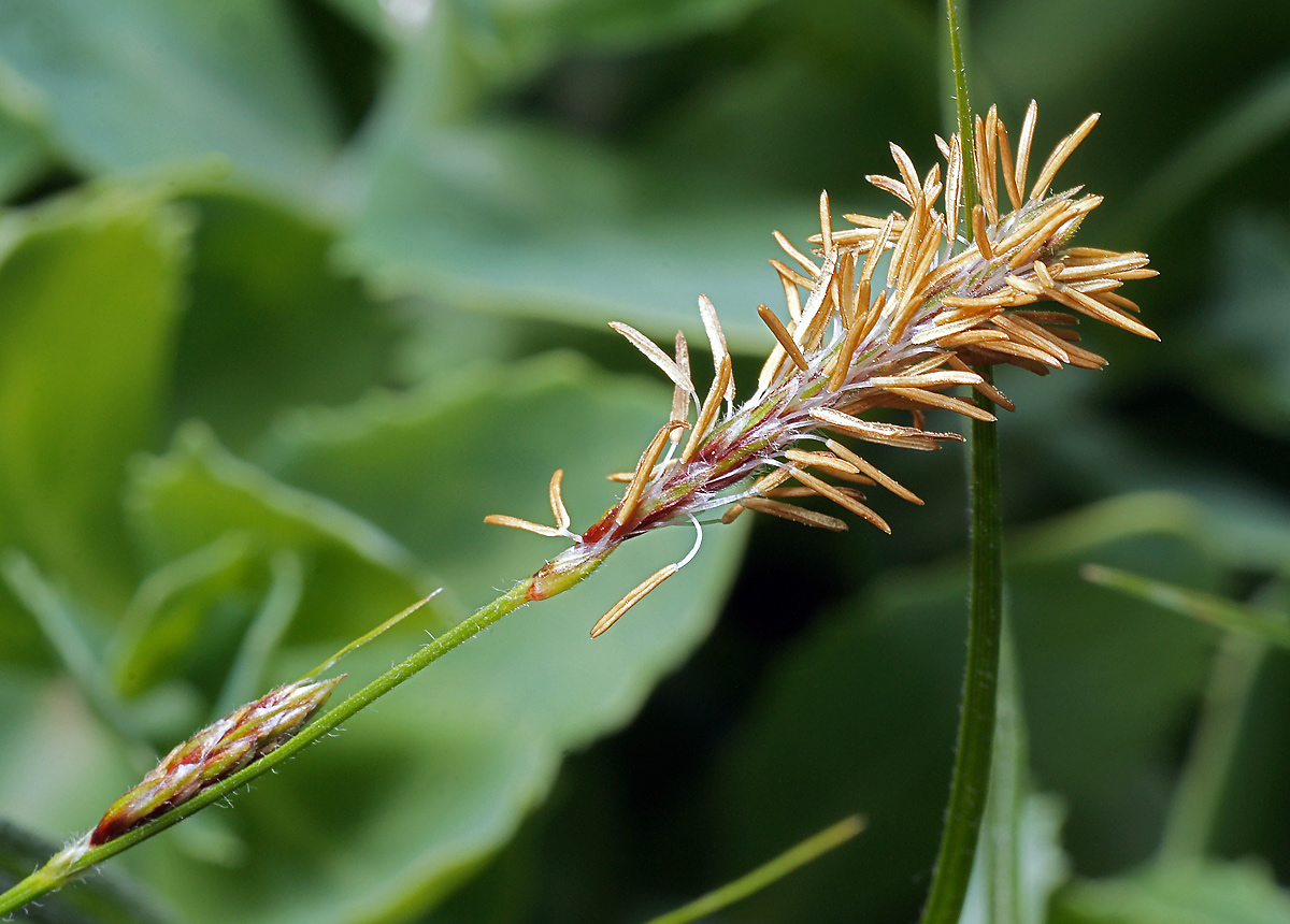 Изображение особи Carex hirta.