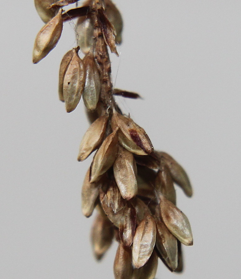 Image of Carex pendula specimen.
