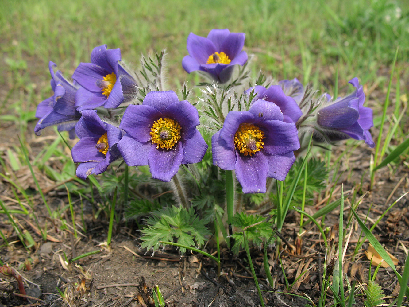 Изображение особи Pulsatilla regeliana.