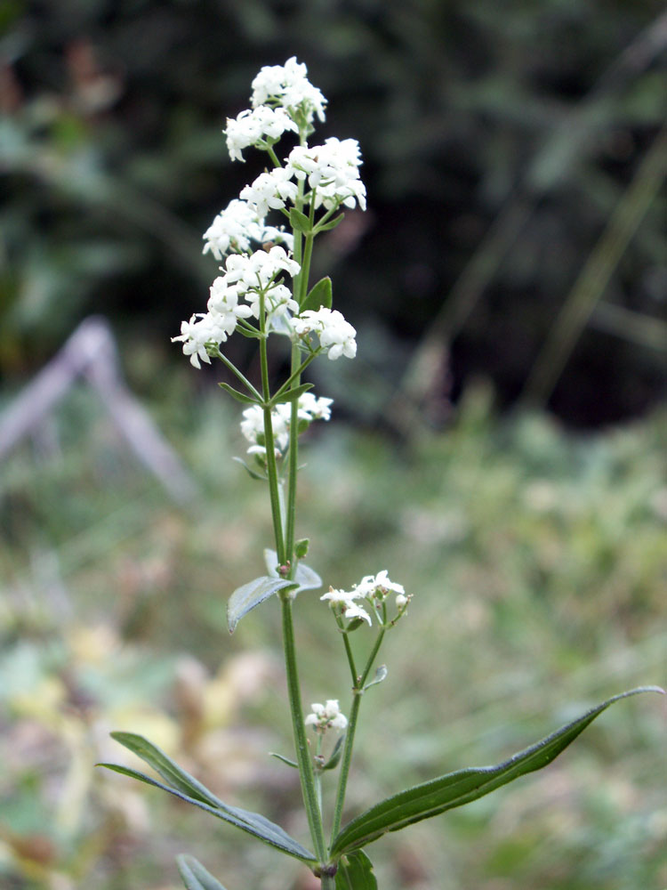 Image of Galium turkestanicum specimen.