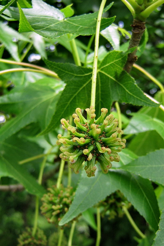 Изображение особи Liquidambar styraciflua.