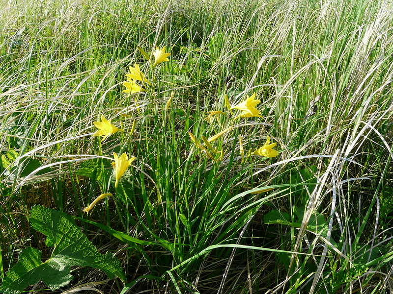 Изображение особи Hemerocallis minor.