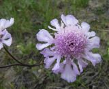 Scabiosa comosa. Соцветие (розовоцветковая форма). Иркутская обл., о. Ольхон, окр. фермы Ташкай, берег залива Загли, сухой остепнённый луг. 25.07.2012.