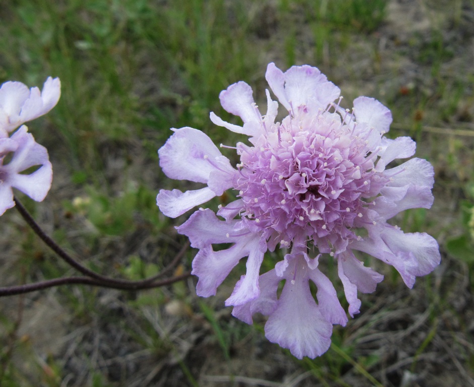 Изображение особи Scabiosa comosa.