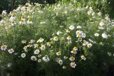 Tripleurospermum inodorum