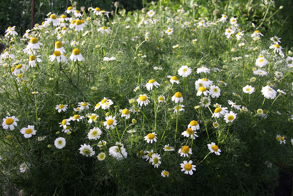 Изображение особи Tripleurospermum inodorum.