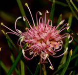 genus Grevillea. Соцветие. Израиль, Шарон, г. Герцлия, в культуре. 13.11.2012.