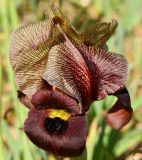 Iris atropurpurea