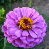 Zinnia elegans. Соцветие. Свердловская обл., г. Екатеринбург, пос. Шабровский, дачный участок. 25.07.2012.