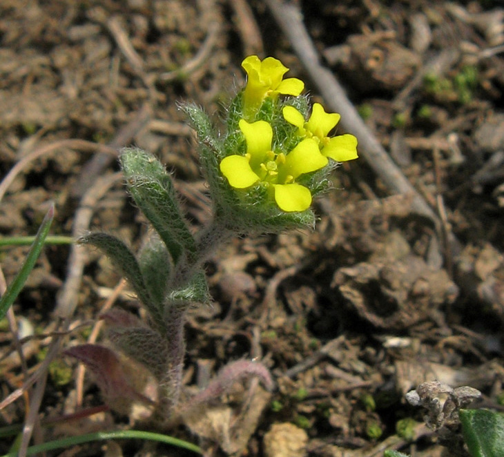 Изображение особи род Alyssum.