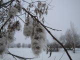 Salix pentandra