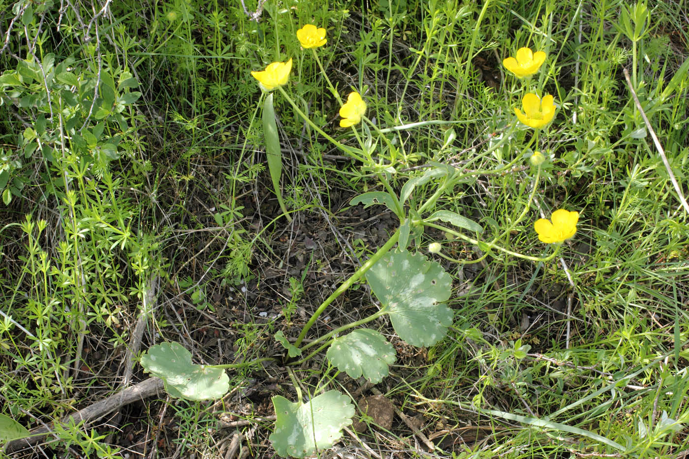 Изображение особи Ranunculus czimganicus.
