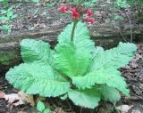 Primula japonica