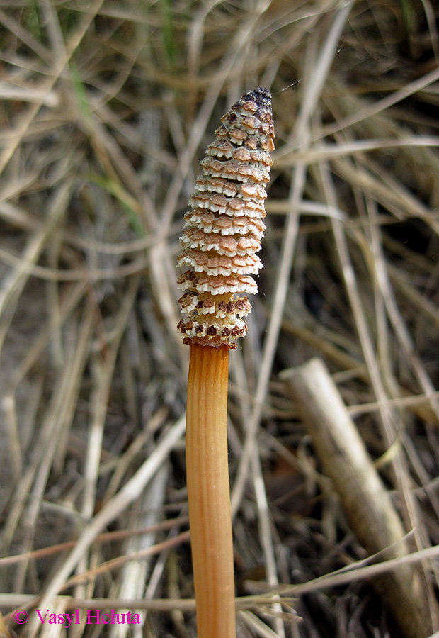 Изображение особи Equisetum arvense.