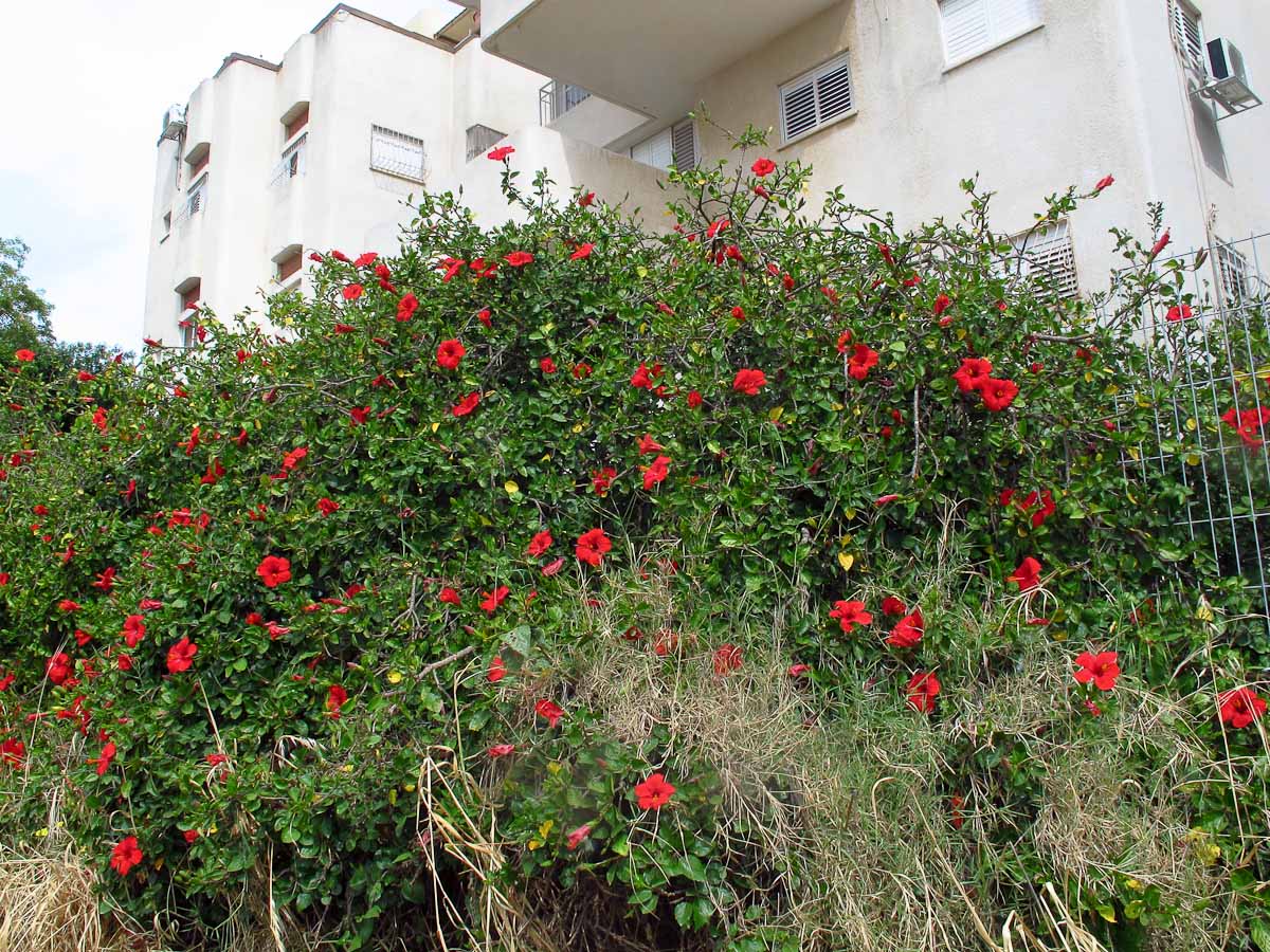 Image of Hibiscus rosa-sinensis specimen.