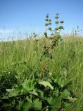 Phlomoides tuberosa