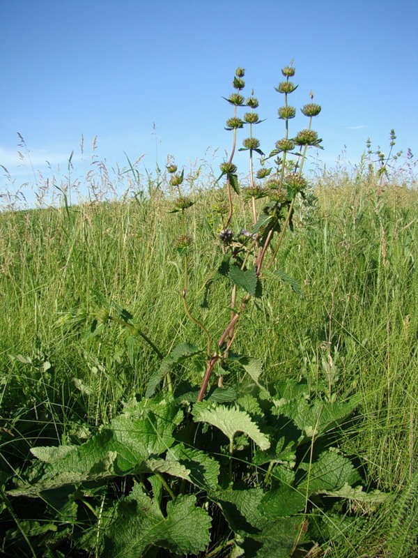 Image of Phlomoides tuberosa specimen.