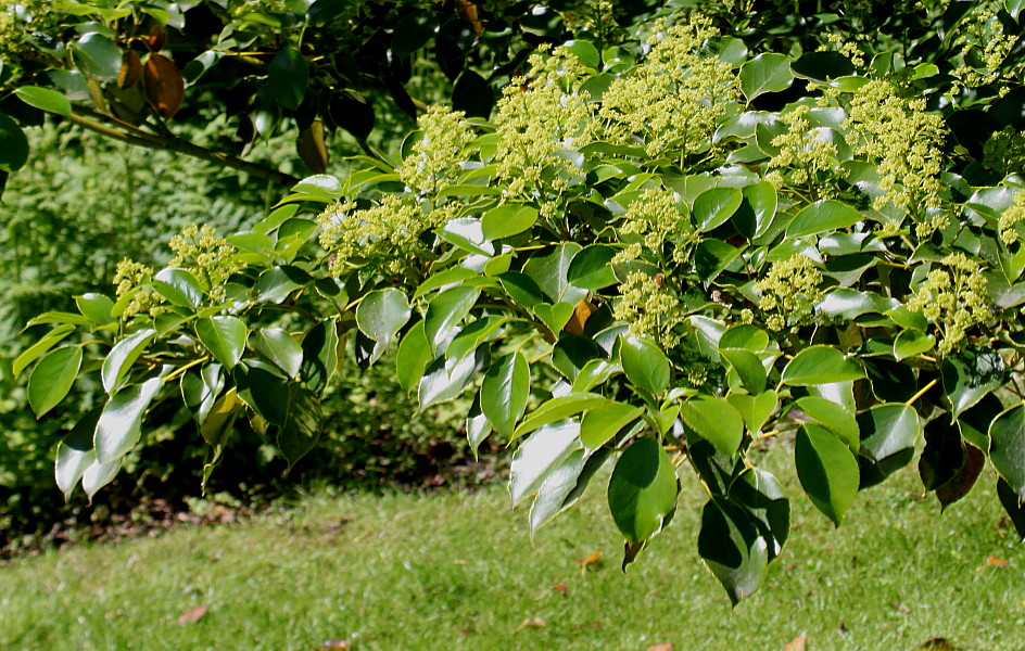 Изображение особи Trochodendron aralioides.